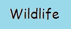 wild life